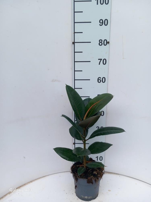 <h4>FIC EL ROBUSTA</h4>