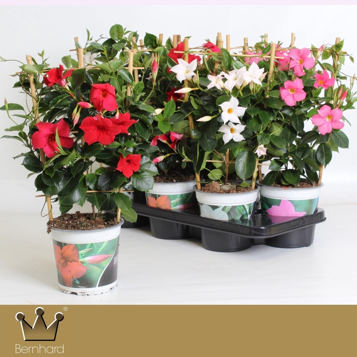 <h4>Dipladenia P15 Rek Diamantina Mixtray</h4>