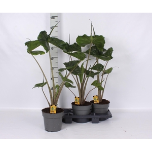 ALOC MACROR STINGRAY