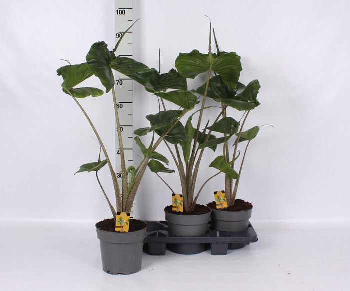 <h4>ALOC MACROR STINGRAY</h4>