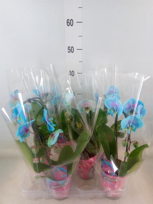 <h4>Phalaenopsis   ...</h4>