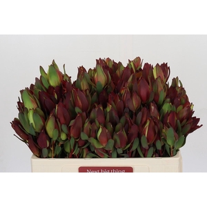 Leucadendron Senorita Spray