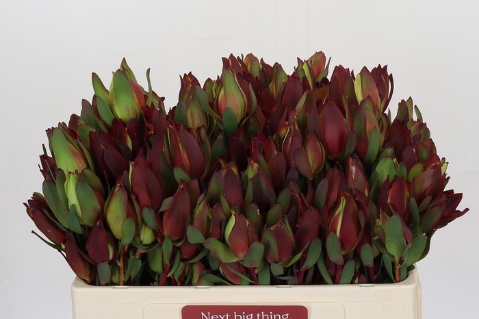 <h4>Leucadendron Senorita Spray</h4>