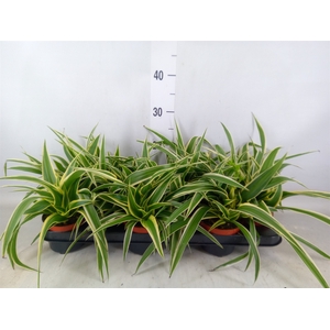 Chlorophytum com. 'Ocean'