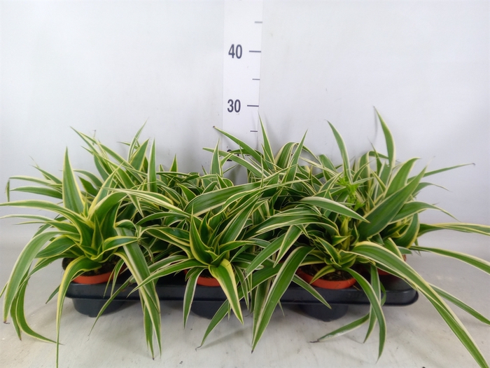 <h4>Chlorophytum com. 'Ocean'</h4>