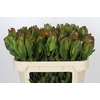 Leucadendron Laurel Yellow