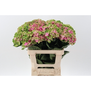 Hydr M Amethyst GROWER DIRECT