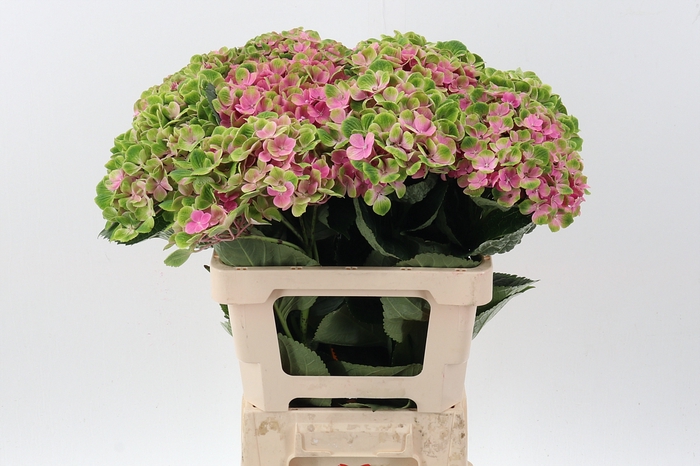 <h4>Hydr M Amethyst GROWER DIRECT</h4>