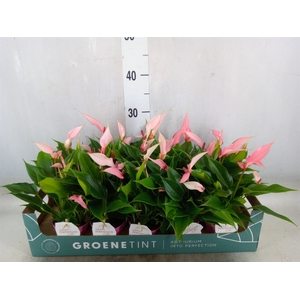 Anthurium andr. 'Lilli'