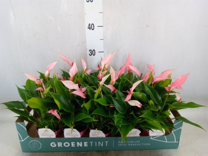 <h4>Anthurium andr. 'Lilli'</h4>