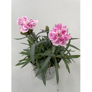 Dianthus Diwali p9