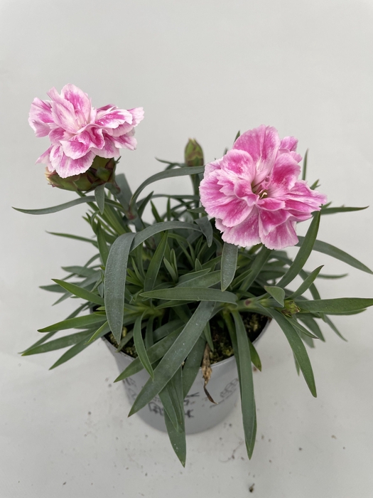 <h4>Dianthus Diwali p9</h4>