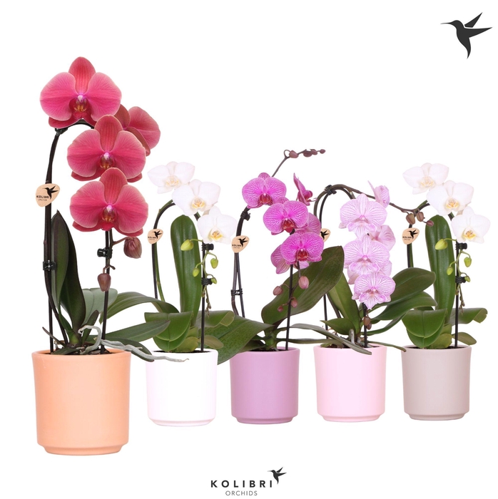 <h4>Kolibri Orchids Niagara fall mix 1 spike in Simplicity pot mix</h4>