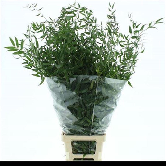 <h4>Danae Racemosa Pb</h4>