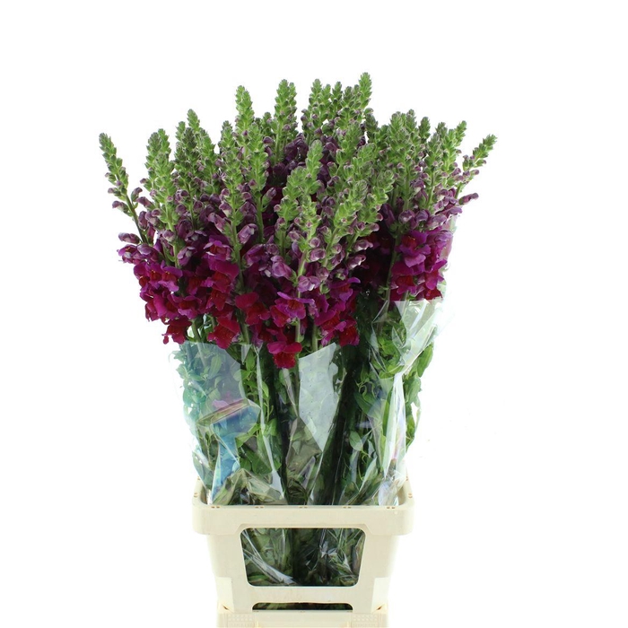 <h4>Antir Mary Red</h4>