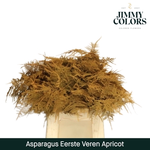 Asparagus 1ste Apricot