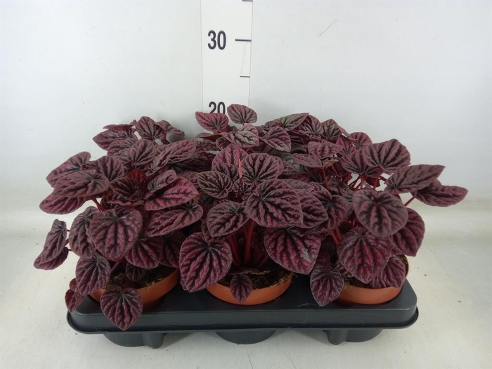 <h4>Peperomia caperata   ...</h4>