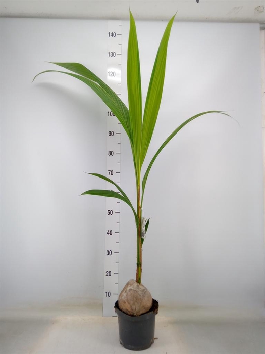 <h4>Cocos nucifera</h4>