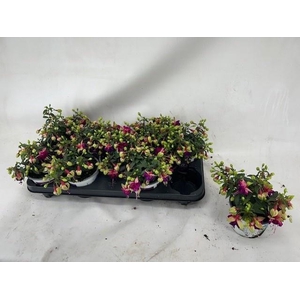 FUCHSIA B F GEM