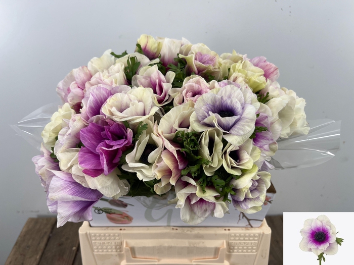 <h4>ANEM CO RB MIST ROSE</h4>