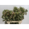 Leucadendron Ayoba Star Pearl