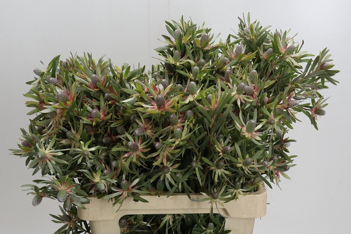 <h4>Leucadendron Ayoba Star Pearl</h4>