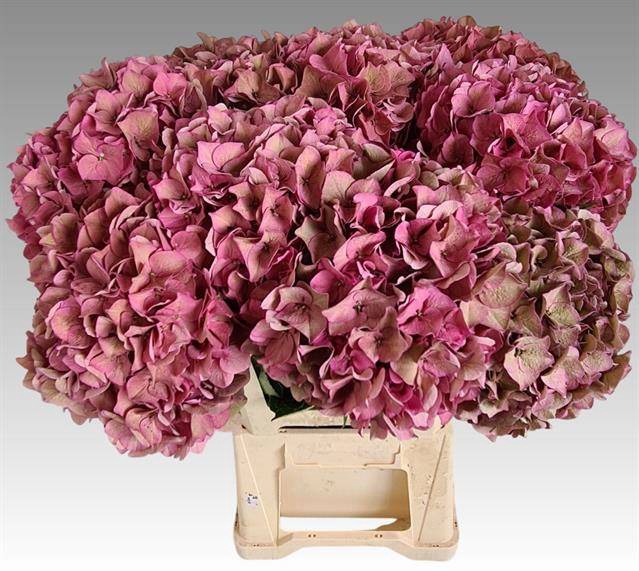 <h4>HYDR M CH RODEO CL CLASSIC PINK</h4>