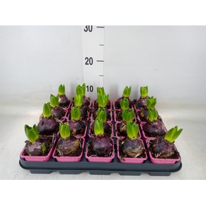 Hyacinthus orie. 'Fondant'