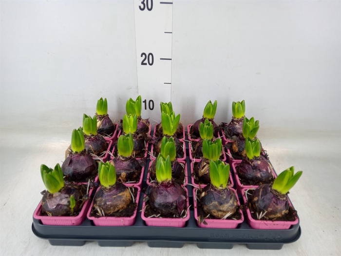 <h4>Hyacinthus orie. 'Fondant'</h4>