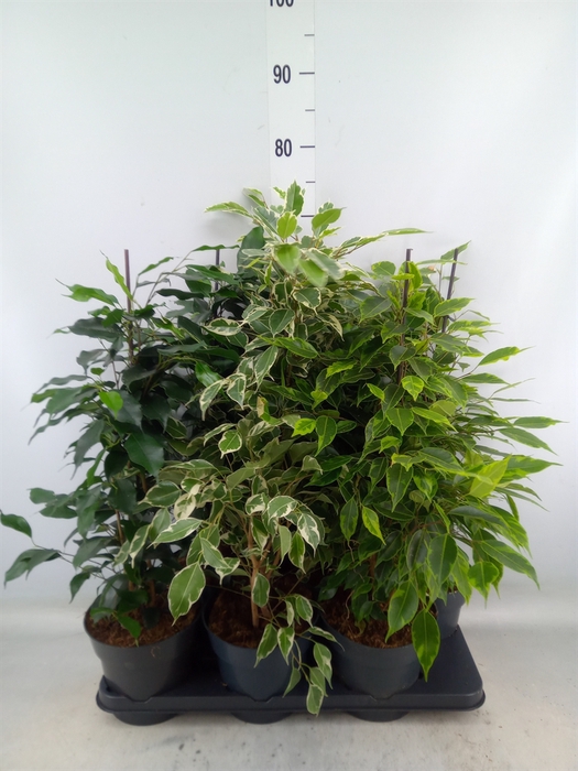 <h4>Ficus benja.   ...mix</h4>