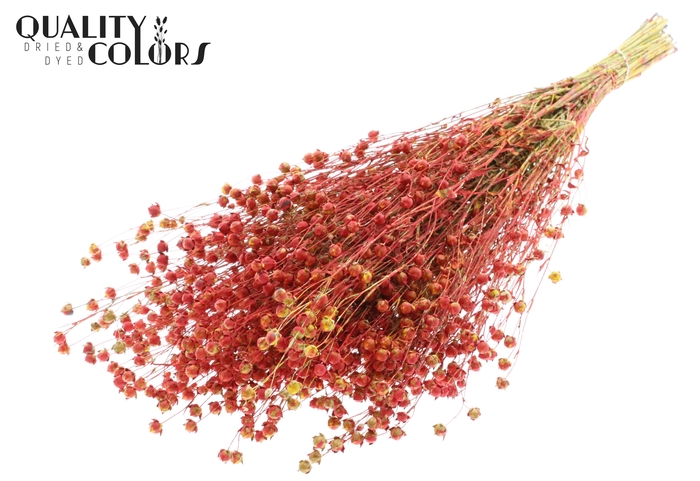 Lino Vlas p/bunch in poly Multicolour Red