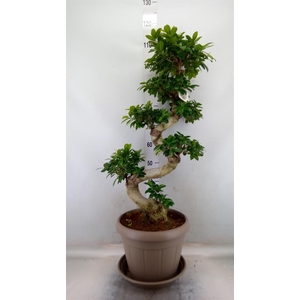 Ficus microcarpa 'Ginseng'