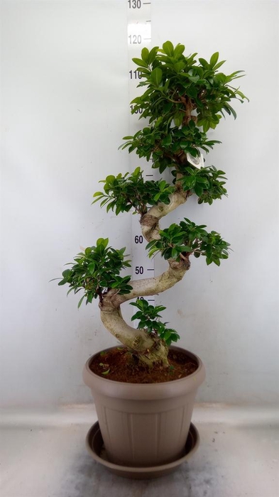 <h4>Ficus microcarpa 'Ginseng'</h4>