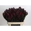 Leucadendron Saf Sunset Dark R.