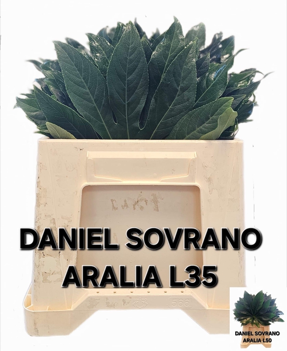 <h4>FATSIA JAPONICA BLAD</h4>