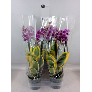 Phalaenopsis multi. 'Hornglin Vick'