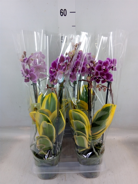 <h4>Phalaenopsis multi. 'Hornglin Vick'</h4>