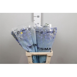 Delph Du Triton D Blue