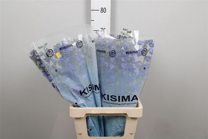 <h4>Delph Du Triton D Blue</h4>