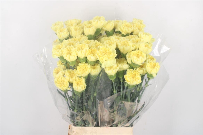 <h4>Di St Hermes</h4>