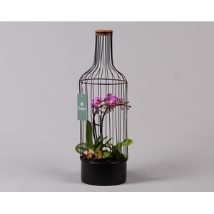 Metaal fles zwart Large met Phalaenopsis Arrangement