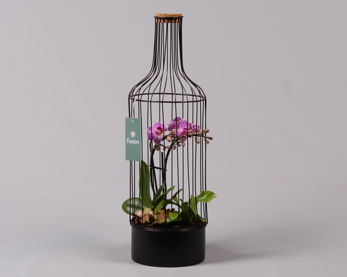 <h4>Metaal fles zwart Large met Phalaenopsis Arrangement</h4>