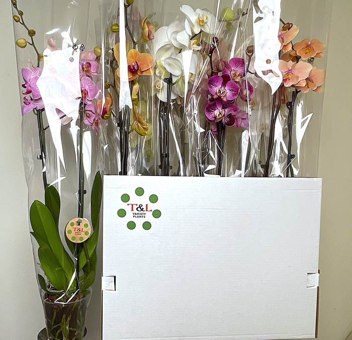 <h4>PHAL GEM 7 KL</h4>