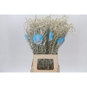 Amaranthus Yearming Desert