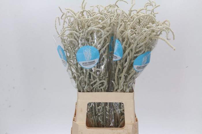 <h4>Amaranthus Yearming Desert</h4>