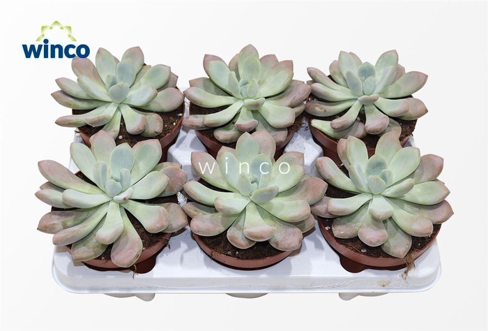 <h4>Graptoveria Opalina</h4>