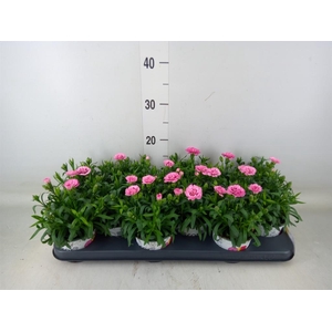 Dianthus  'Oscar Pink And Purple'