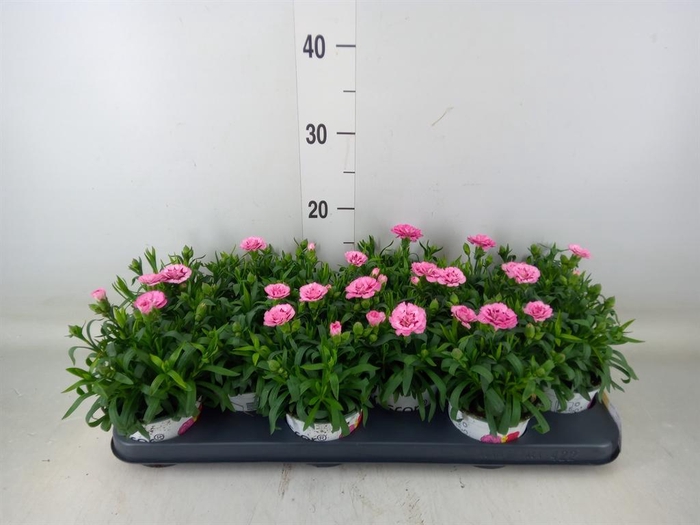 <h4>Dianthus  'Oscar Pink And Purple'</h4>