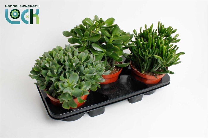 <h4>Crassula overig</h4>