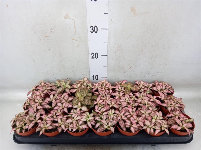 <h4>Fittonia  'Mosaic Zalm Forest Flam'</h4>